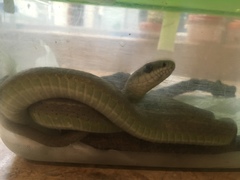 Mastigodryas pulchriceps