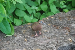 Zenaida galapagoensis