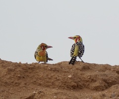 Trachyphonus erythrocephalus