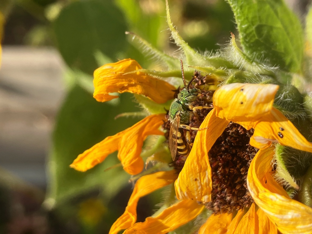 Striped Sweat Bees From Washington State University Pullman WA US On striped-sweat-bees-from-washington-state-university-pullman-wa-us-on