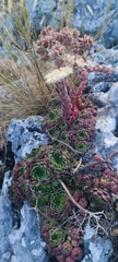 Sempervivum vicentei