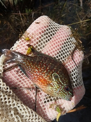 Lepomis marginatus