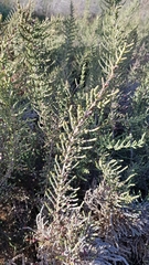 Halocnemum strobilaceum