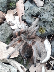 Dugesiella anitahoffmannae