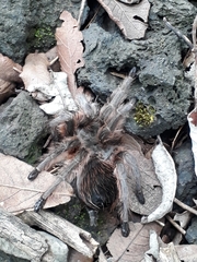 Dugesiella anitahoffmannae