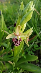 Ophrys kotschyi