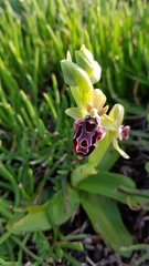 Ophrys kotschyi