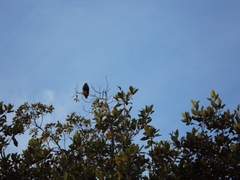 Buteogallus