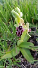 Ophrys kotschyi