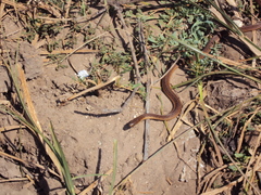 Thamnophis validus