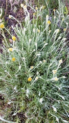Helichrysum italicum