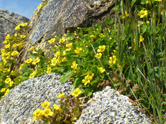 Erythranthe geniculata