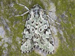 Bryolymnia viridata