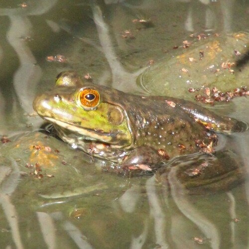 iNaturalist observation photo of American Bullfrog