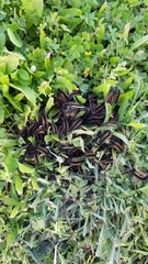 Ocnogyna clathrata