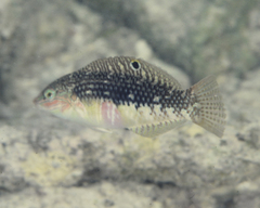 Halichoeres margaritaceus
