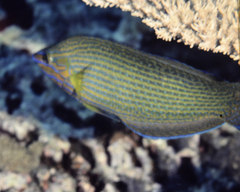 Halichoeres leucurus