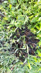 Ocnogyna clathrata