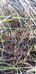 Salicornia perennis