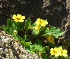 Erythranthe geniculata