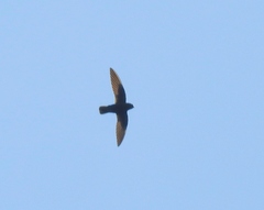 Sooty Swift photo 3