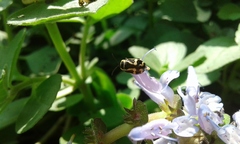 Kuschelina mathematica