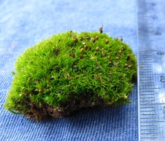 Ptychomitrium incurvum