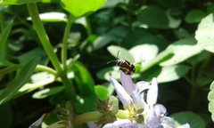 Kuschelina mathematica