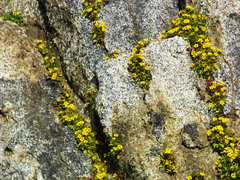 Erythranthe geniculata