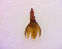 Ptychomitrium incurvum