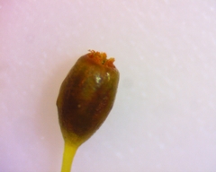 Ptychomitrium incurvum