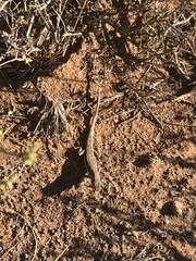 Pedioplanis lineoocellata