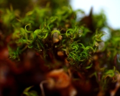 Ptychomitrium incurvum