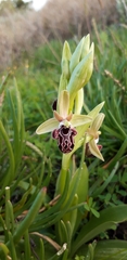 Ophrys kotschyi