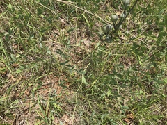 Baptisia australis aberrans