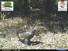 Buteogallus