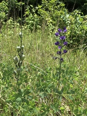 Baptisia australis aberrans