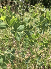 Baptisia australis aberrans
