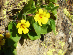 Erythranthe geniculata