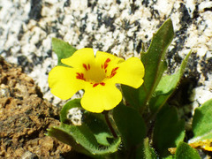 Erythranthe geniculata