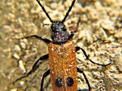 Apalus bimaculatus