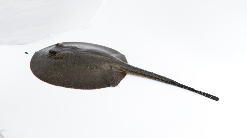 Magdalena River Stingray