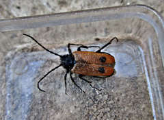 Apalus bimaculatus