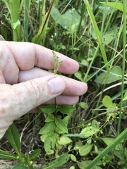 Mitreola