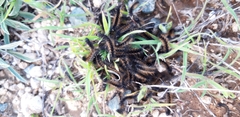Ocnogyna clathrata