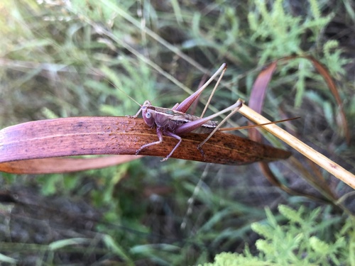 Straight-lanced Meadow Katydid photo 5