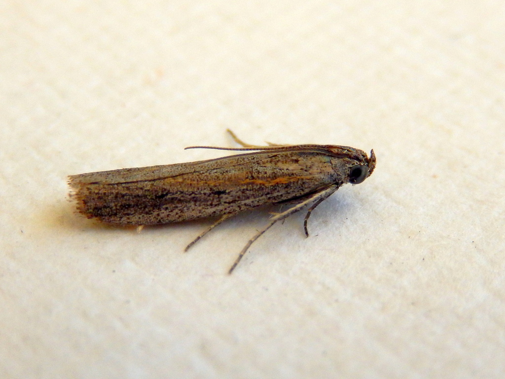 Meyrickiella homosema from Sydney NSW, Australia on September 18, 2023 ...