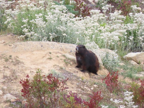 Vancouver Island Marmot