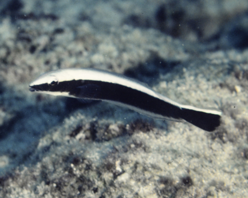 Malacanthus latovittatus