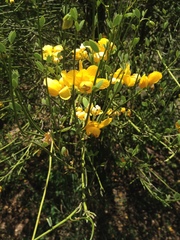Senna chloroclada